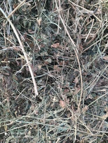 Корма для с/х животных: Сено в тюках - Прессованные прямоугольные тюки, перевязанные — 10