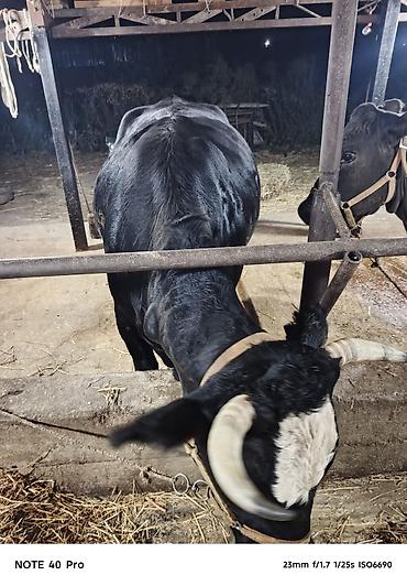 Продам с/х животных: Продаю | Корова (самка) | Стельные — 1