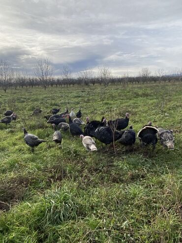 Hinduşka: Erkək, Ətlik, Ünvandan götürmə — 4