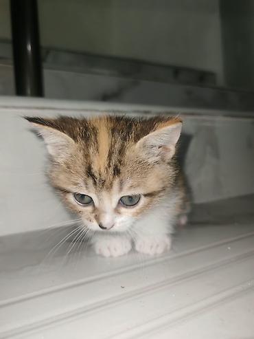 angora pişik: 🐈 Evdə doğulub böyüyən ŞİRİN PİŞİK BALALARI🐈 📍Binə/Atçılıq 292 nömrəli — 2