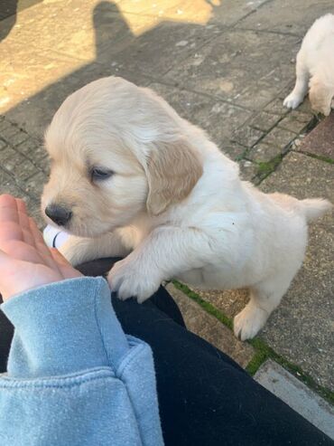 coban iti satiram: Retriever, 1 ay, Erkek, Sənədli, Pulsuz çatdırılma, Ödənişli çatdırılma