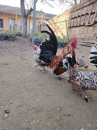 Xoruzlar: Yaponkalar satılır ünvan Əmircan — 9