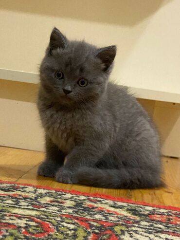 Pişiklər: Şotland, Dişi, Yaxşı əllərə, Ünvandan götürmə, Pulsuz çatdırılma, Ödənişli çatdırılma — 13