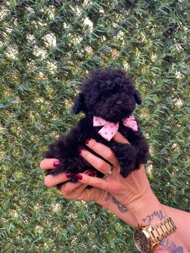Psi: Odgajivacnica pasa “Happy Puppies” ima u ponudi stence toy i mini — 2