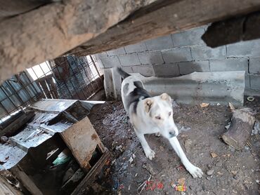 питбул щенок: Продам Алабая туркменской чистой породы 9 месяцв .щенок в хошие руки