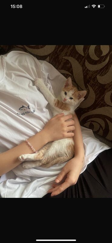домик для собак: 2 месяца, Мальчик, Рыжий, Метис, Приучена к лотку, Проглистована