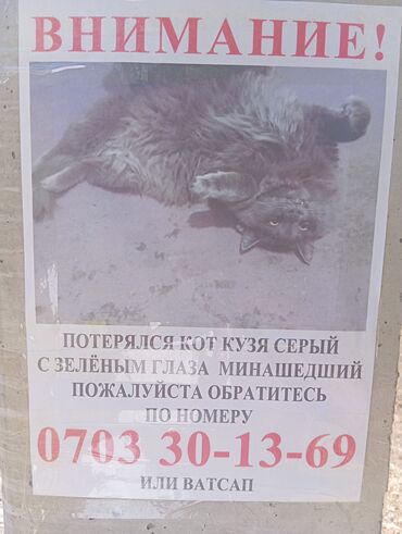купить кошку британская вислоухая: Жоголгон : Породасыз, Эркек, Боз