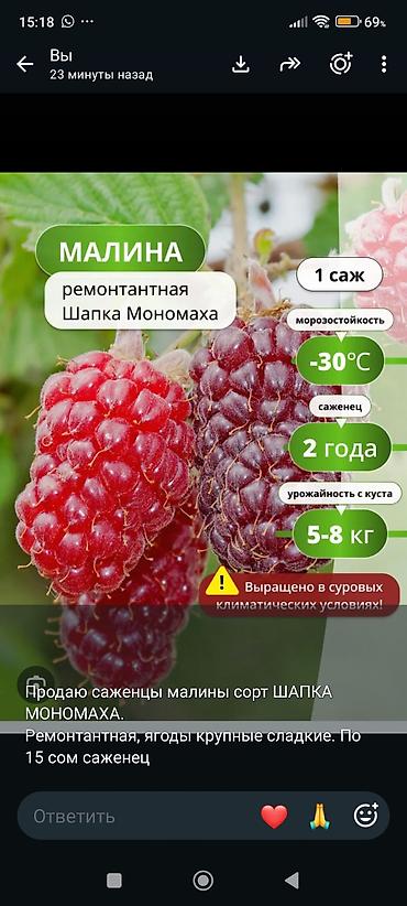 Саженцы малины ремонтантной «Шапка Мономаха». - Тип: ремонтантная