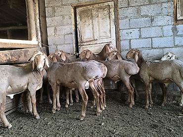 Баран, овца: Продаю | Баран (самец) | Арашан — 1