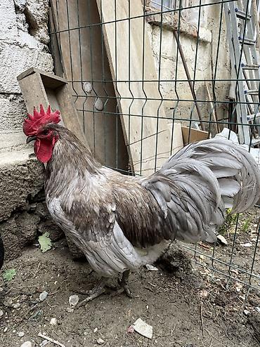 qara australorp: Avstrolop xoruzu satilir 9 ayliq — 2