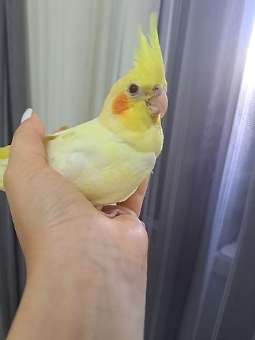 erkək inək: Təmiz qan qırmızıgöz (Lutino) Korella balası satılır. 3 aylıq erkək — 1