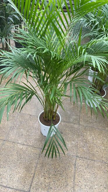 gül dibçəkləri: Areka xurması (Dypsis lutescens) – otaq üçün dekorativ palma - Bitki lalafo.az -da gül dibçəkləri: Areka xurması (Dypsis lutescens) – otaq üçün dekorativ palma - Bitki