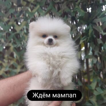 сколько стоит щенок хаски без документов: Шпиц, 2 месяца, Самка, С прививкой