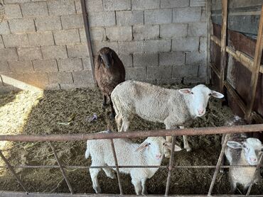 оптом кой козу: Продаю Баранов 3 самки и 1 самец