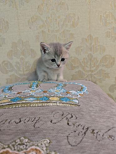 Pişiklər: Erkək, Dişi — 10