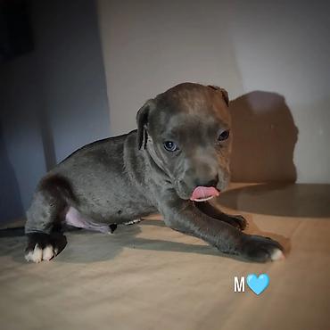 Dogs: Stenci pitbula ostenjeni 05.08. Primili prvu vakcinu kao i preventivu — 7