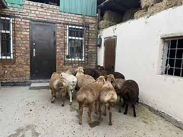 пчелы карника: Продаю | Овца (самка) | Для разведения | Племенные — 2