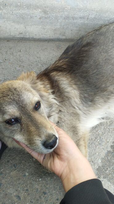 Собаки: Прошу срочно помочь у волонтёров🆘🆘🆘. В микро районе Тунгуч я нашла