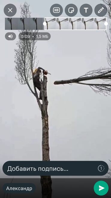 шлифовщик по дереву: Снимаем ветки тополей чыхрыжим тополя, снимаем ветки деревьев мешающие