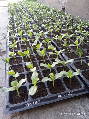 Другие услуги: Ищу бизнес партнера, инвестора, для выращивания овощей (открытый — 13