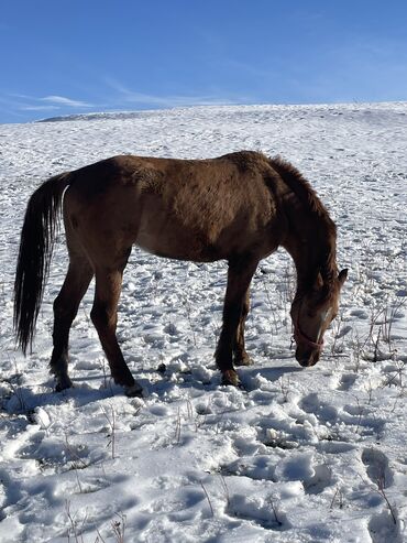 Лошади, кони: Продаю | Кобыла (самка) | Для разведения — 11