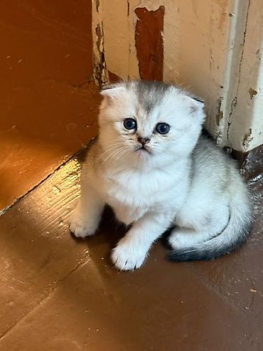 Кошки: Шотландская вислоухая — 3