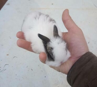 Dovşanlar: Ev dovşanı balaları satılır. Karlik(cırtdan) cinsi. Sağlam və — 42