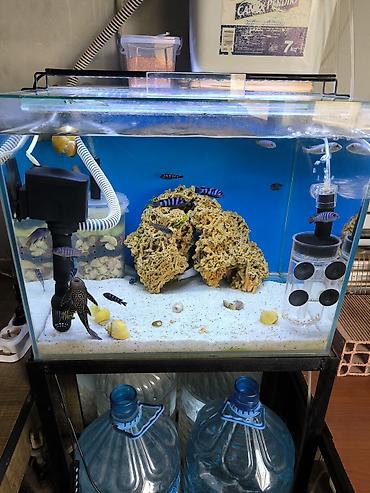 quppi baliqlari: Akvarium Ölçüsü 50/40/40 Daxili Motoru Hava Motoru Pipo filtiri — 3
