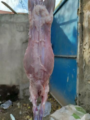 Ət: Dovşan eti halal kesilmiş halal ceki 1 ededi gelir 1k.800q. 1k.500q -da lalafo.az — 46 Ət: Dovşan eti halal kesilmiş halal ceki 1 ededi gelir 1k.800q. 1k.500q — 46