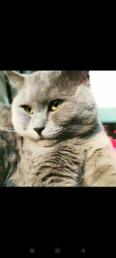 британец кот: Вязка Британец Ош.НЕ ПРОДАЖА.писать на васап.не звонить