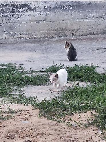 кошка беловодск: 🐾 Три маленькие жизни ищут свой дом… 🐾 У нас есть три котёнка — одна — 10
