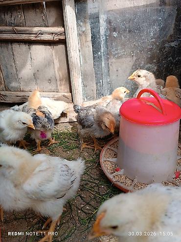 Cücələr: Toyuq cücələri, Ətlik, Ünvandan götürmə — 5