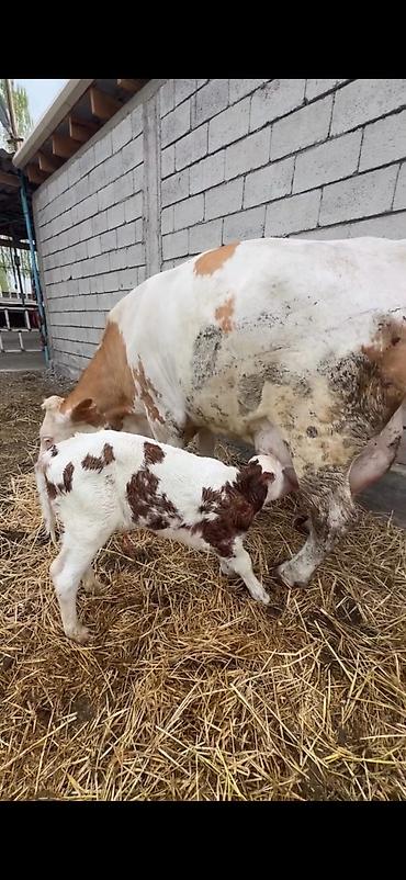 Inəklər, öküzlər: Satılır: inək buzovu ilə birlikdə - Cins tipi: Simental tipli — 9