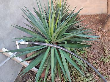 toptan gul satisi bakida: Yucca (Yukka) dekorativ kollar – bağ və həyət üçün - Növ: Yucca — 3