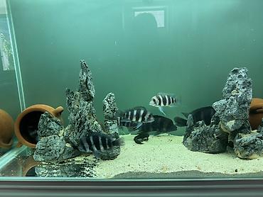 akvariyum: Məhsul: Akvaryum üçün Afrika siklidləri – Frontosa (Cyphotilapia — 2