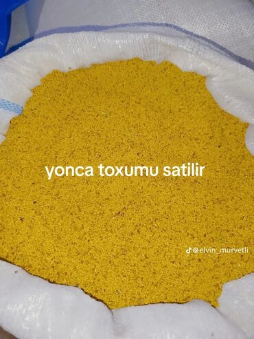 куплю бу профнастил: Yonca toxumu satılır. yaxşi məsuldu
