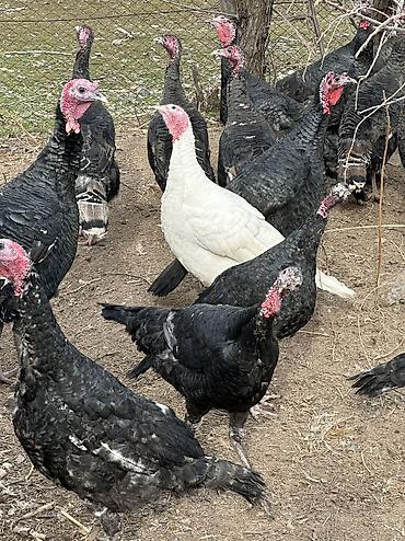 Индюки: Продаю | Индюшка (самка), Индюк (самец) | Черный принц, Северокавказская | На забой, Для разведения | Племенные — 8