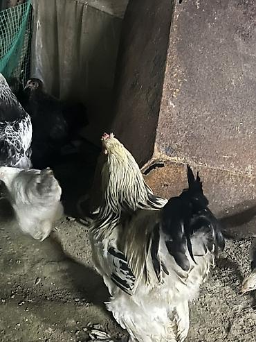 qu qusu satisi: Toyuq, Brama, Damazlıq — 9