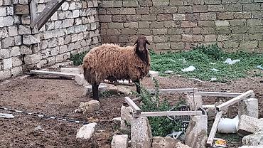 Mal-qara: Qoyun – yerli ət-yun istiqamətli damazlıq heyvan - Cins: ehtimalən — 1