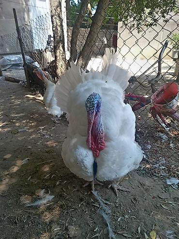 Hinduşkalar: Şəkildə hinduşkanın balalarıdır. Ağ Kanada sortudur. 5 günlük-7 azn — 2