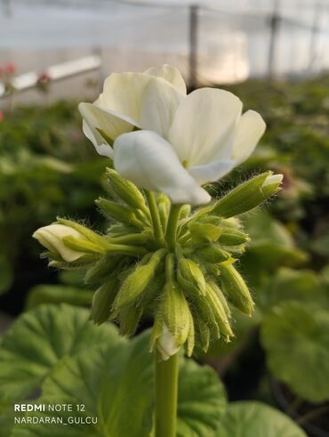 Çöl bitkiləri: Geran-ətirşah güllərinin topdan və pərakəndə satışı — 5