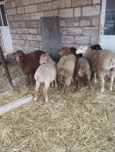 Qoyunlar, qoçlar: Salam ümlikdə 6 ədədir tək tək 245 dən hamin alan olsa 1450 dən son -da lalafo.az — 7 Qoyunlar, qoçlar: Salam ümlikdə 6 ədədir tək tək 245 dən hamin alan olsa 1450 dən son — 7