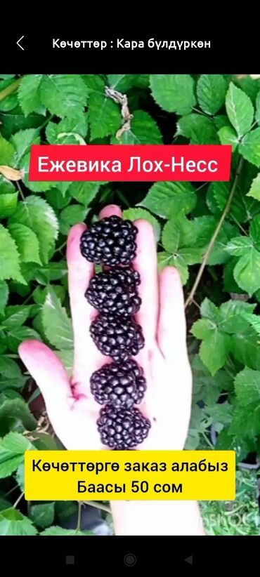 стабилизированные цветы бишкек: Ежевика Лох-Несс —көчөттөр сатылат 50 сомдон
