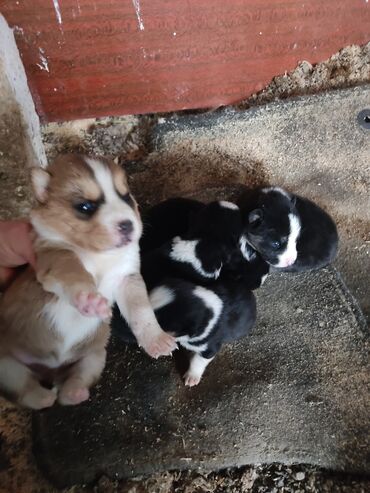 İtlər: Xaski, 1 ay, Dişi — 9