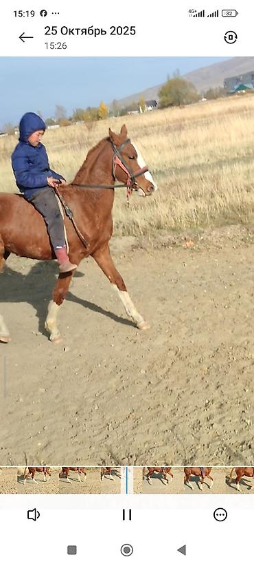 Лошади, кони: Продаю | Жеребенок | Дончак | Рабочий — 1