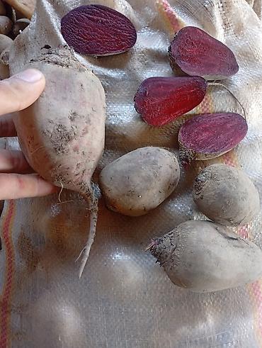 Продукты питания: Salam Təzə Gədəbəy Çuğunduru kilosu 30 qəpik Ünvan:Bakı, Binə — 1
