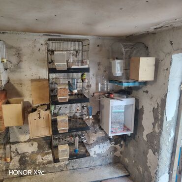 Tutuquşları: Hazir Ferma tecili. Satilir. unvan Sumqayit Yem temizleyen aparat fofo — 4