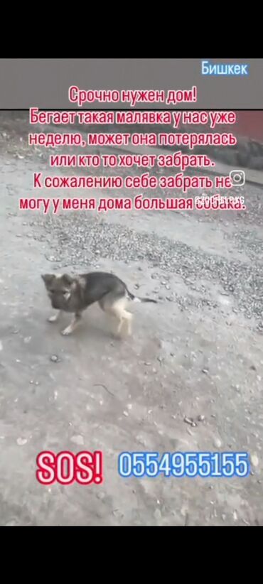 Отдам даром собаку: Отдается собака в добрые руки. Описание: - Метис средних размеров — 1