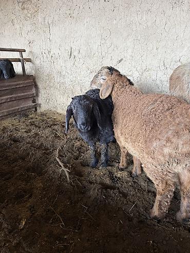 Баран, овца: Продаю | Баран (самец) — 9
