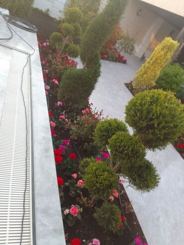 Bağbanlar: Salam bağ evlərində, Abyektlərdə parklarda bağban xidməti görülür — 30